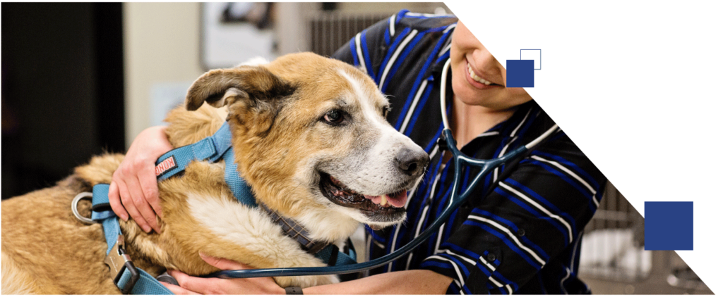 dog being treated by veterinarian