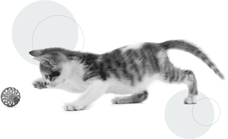 cat playing with ball