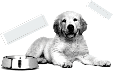 dog and pet food bowl