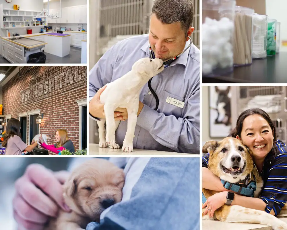 collage of pictures with PET DEPOT veterinarians