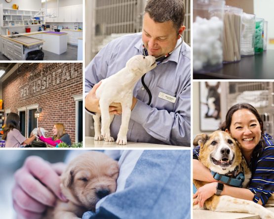 0519_Franchise_Vet_Collage collage of pictures with PET DEPOT veterinarians