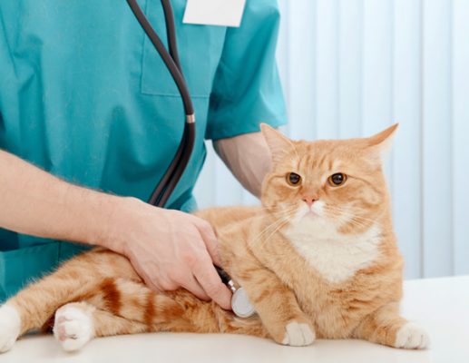 cat_vet2 veterinarian checking a cat