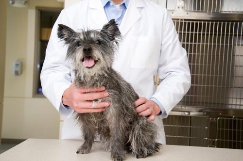 doctor_and_dog doctor being checked by a veterinarian